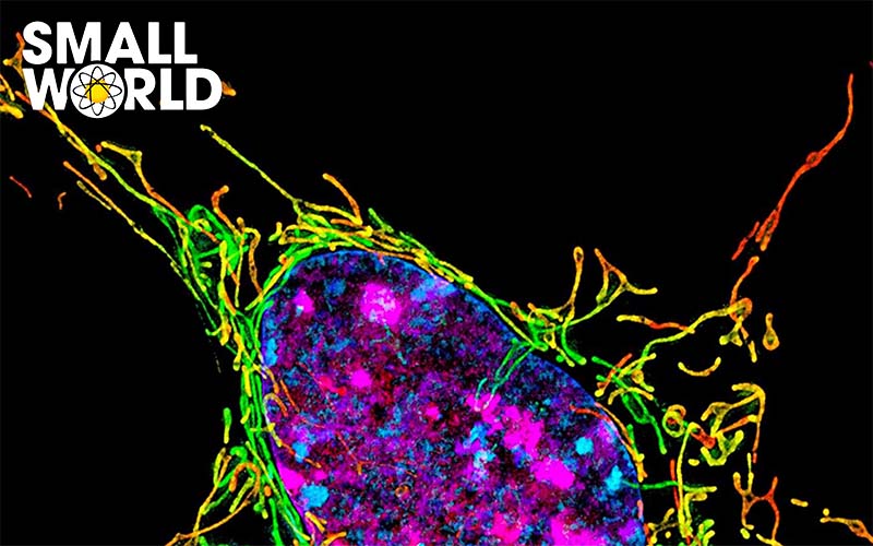 Nikon Small World Competition 2023 Nikon Small World Competition 2023